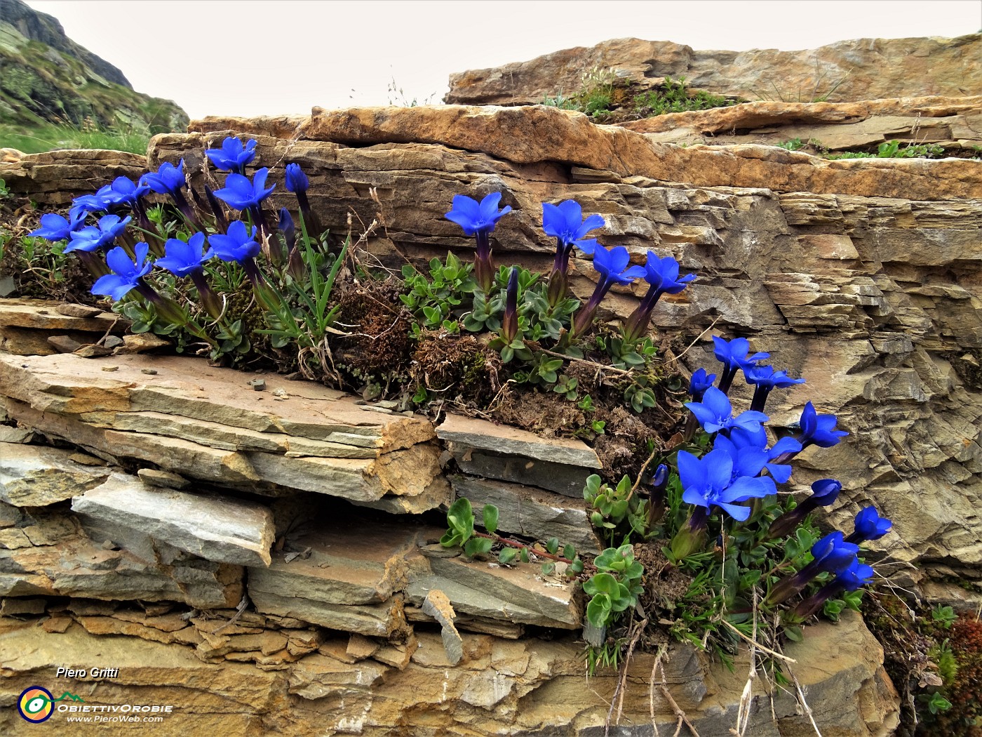 06 Genzianelle di primavera (Gentiana verna).JPG